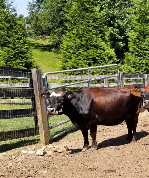 Miniature Cows - Tanglewood Farm Miniatures