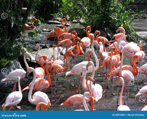 Group of flamingos stock photo. Image of leaf, aquatic - 6093288