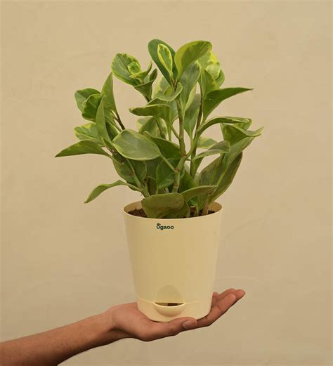 Buy the Stunning Variegated Peperomia Plant Online from Ugaoo