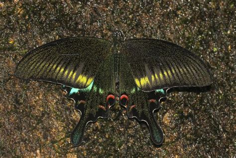 Papilio bianor ganesa Doubleday, 1842 | Butterfly