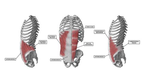 External Oblique