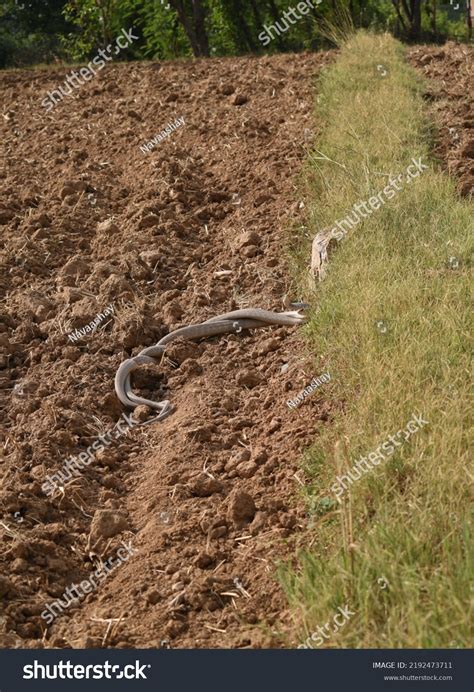 Python Snakes Mating 的图像结果