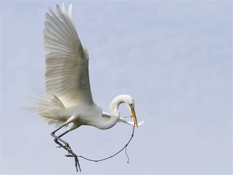 Falcon Computer Reviews 的图像结果