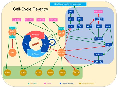 Induced Cardiomyocyte Proliferation: A Promising Approach to Cure Heart ...