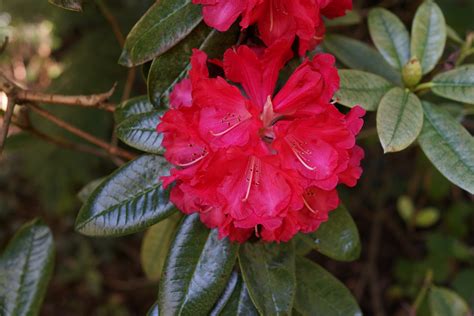 Nova Zembla Rhododendron Shrub (1 Gal) - Vibrant scarlet blossoms cont ...