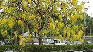 Royal Paradise Garden Rare Cassia fistula (Golden Shower Tree ...