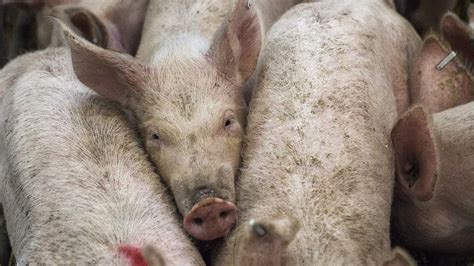 Philippines confirms African swine fever, culls 7000 pigs ‘स्वाइन फीवर ...