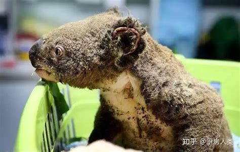 澳大利亚伐木致数十只考拉死亡 动物保护者怒斥 - 雪花新闻