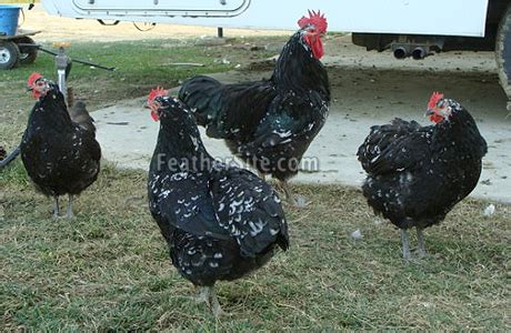 Image result for Beilfielder Java Chicks