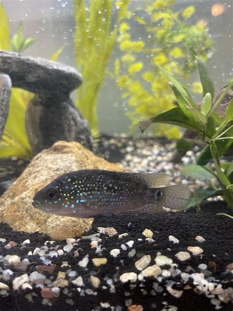 Male or Female Jack Dempsey? : r/Aquariums