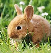 Image result for Brown Baby Bunny Clip Art