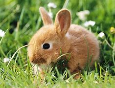 Image result for Bunny Rabbit On White Background