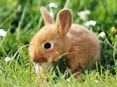 Image result for Brown Rabbit Pics