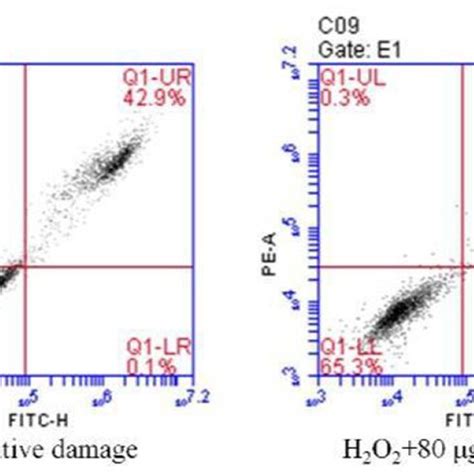 H2O2 Apoptosis 的图像结果