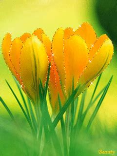 Image result for Tulips Flower Using Python