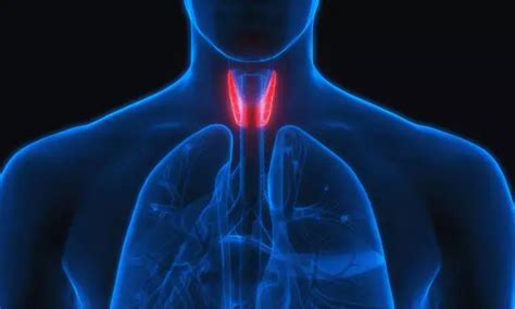 Investigational drug encaleret may restore calcium levels in people ...