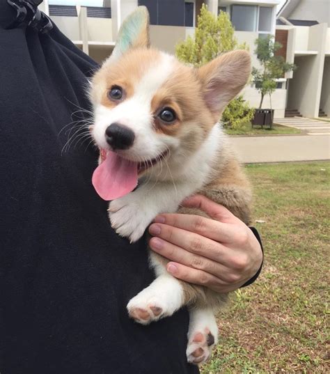 Pembroke Welsh Corgi Puppies For Sale | Los Angeles, CA #255023