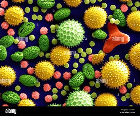 POLLEN grains under an electron microscope. Photo Courtesy of Dartmouth ...
