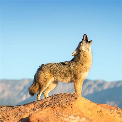 Coyote Spiritual Meaning - Insight state