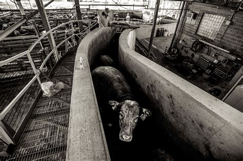 Image result for Beef Processing Process