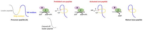 Unusual Post-Translational Modifications in the Biosynthesis of Lasso ...
