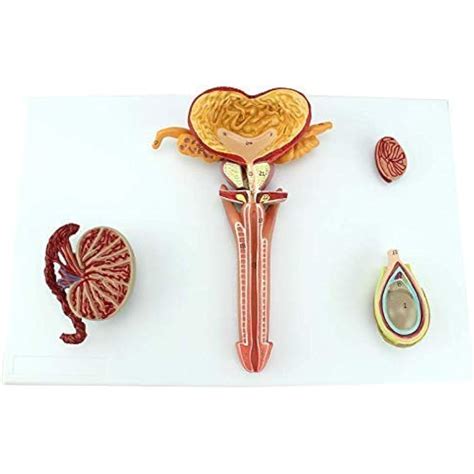 Teaching Model, Anatomical Model, Male Reproductive India | Ubuy