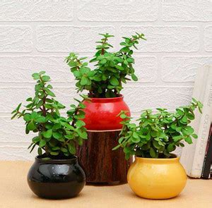 OriginalCeramics SMALL MATKI SHAPE CERAMIC PLANT POT Plant Container ...