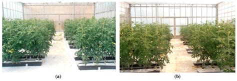 Horticulturae | Special Issue : Advanced Greenhouse Horticulture: New ...