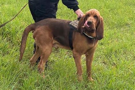 Community outraged over killing of police bloodhound, found dead after ...