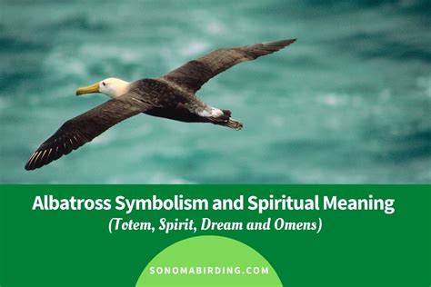 Albatross Symbolism and Spiritual Meaning - Sonoma Birding