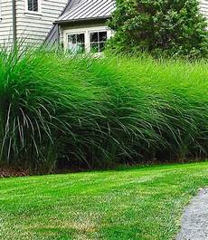 schnellwachsende pflanze als sichtschutz sichtschutz hecke pflanzen garten sichtschutz pflanzen schnellwachsende pflanze als sichtschutz sichtschutz hecke pflanzen garten sichtschutz pflanzen