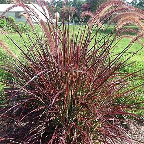 Organix Rosa Fountain Grass Red Rubrum Pennisetum Setaceum Beautiful ...