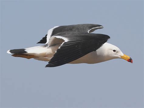 Gaviota de Belcher - eBird