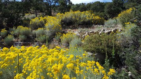 Ericameria nauseosa - rubber rabbitbrush, chamisa | Santa Fe Botanical ...