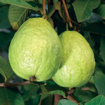 Guava Kg Guava - Fruit Plants & Tree– Exotic Flora