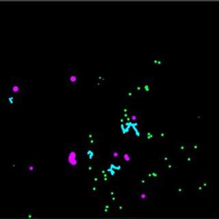 Region Feature 的图像结果
