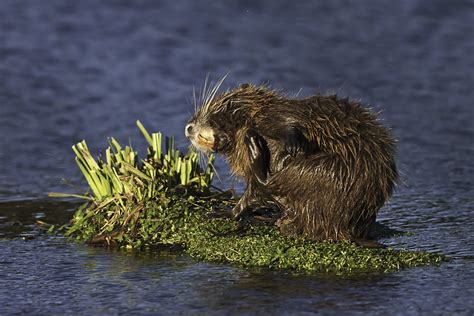 Нутрия или болотный бобр (лат. Myocastor coypus)