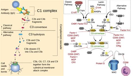 Rezultat imagine pentru What Is a Complement System