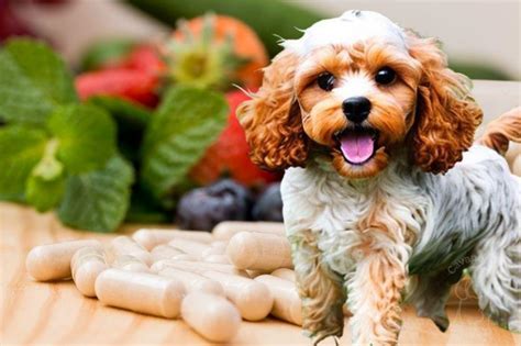 Image result for Cavapoo Adult