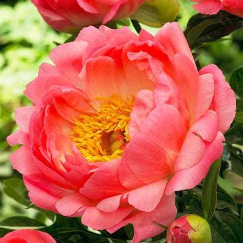 Peony 'Coral Sunset' Seeds – Garden Mithra