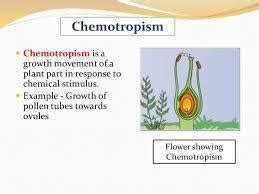 example of chemotropism inplant - Brainly.in