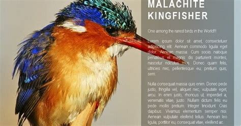 Image result for Video Background HTML