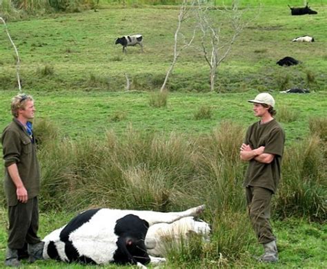 Image result for Exploding Bull