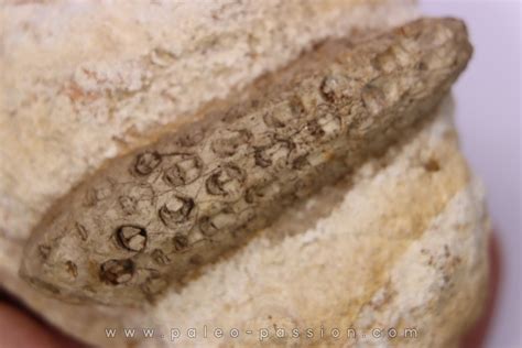 Equicalastrobus upper Eocene Western Sahara, rio del oro Region of ...