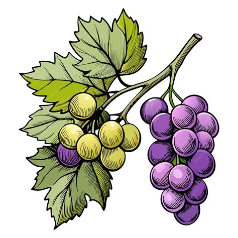 Premium Vector | Bunch of Hand drawn grape vine drawing illustration ...