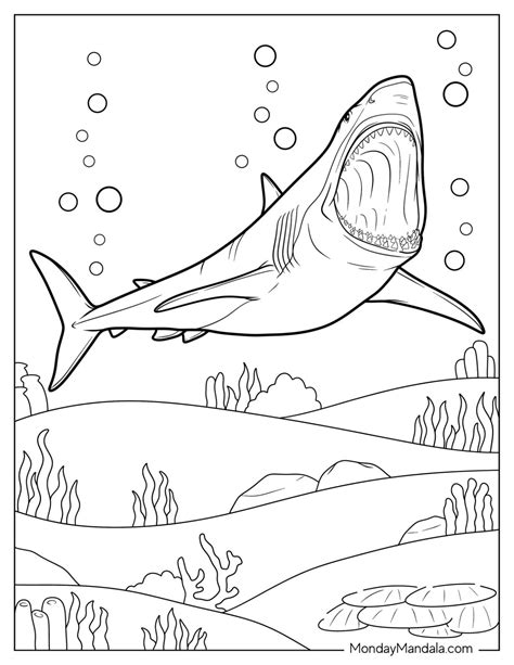 34 Shark Coloring Pages (Free PDF Printables)