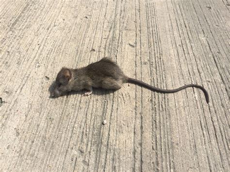 Rat vs Mouse: Pictures - Size, Poop, Behavior -How to tell difference ...