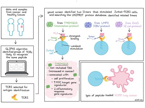 TIL going viral: detection of TCR cross-specificity for viral and tumor ...