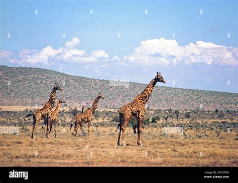 Image result for Monitor Network Python Project
