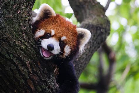 Nature Facts Articles - Facts.net